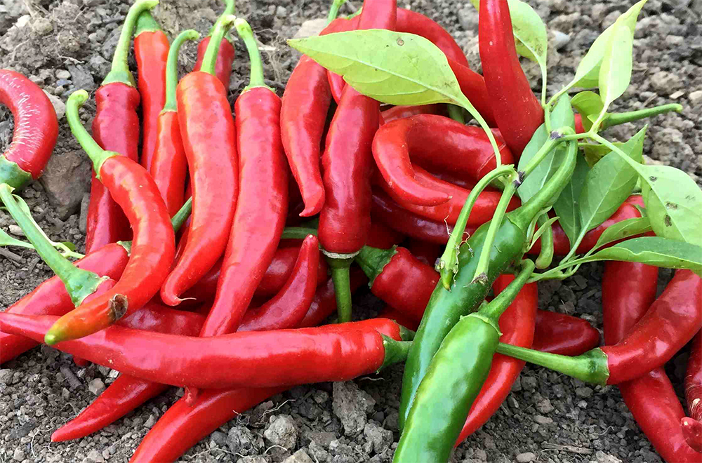 Chilli Peppers